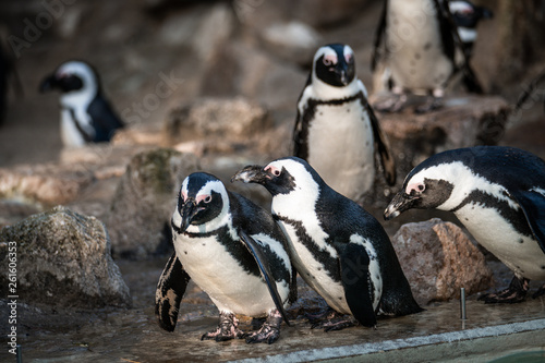 Pinguin, Schnabeltier, Bird, Tier, wild lebende Tiere, black, natur, weiß © Studio Wilkos