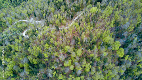 Top down pine forest