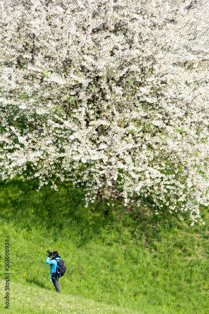 A young woman is photographing a huge blooming cherry tree with white flower blossom in spring season in fruit orchards A young woman is photographing a huge blooming cherry tree with white flower blossom in spring season in fruit orchards