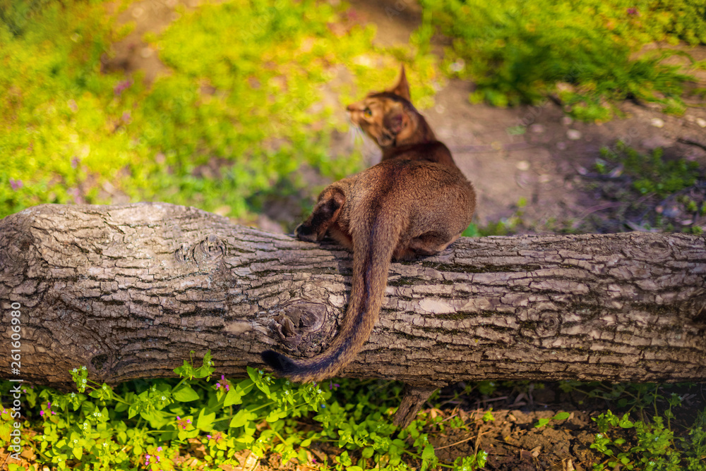 Abyssinian cat sitting on a tree log in the sun Abyssinian cat sitting on a tree log in the sun