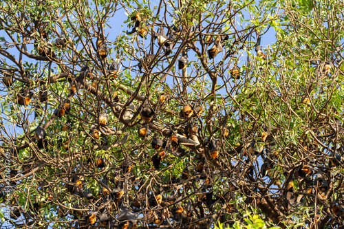 Behang Colony of roosting fruit bats