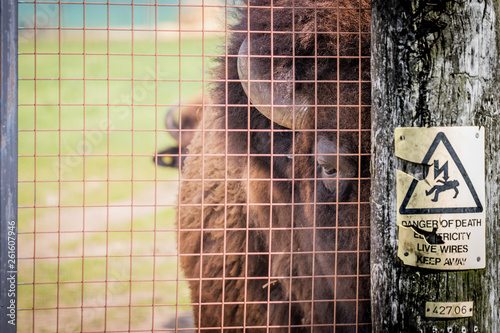 bison © scott