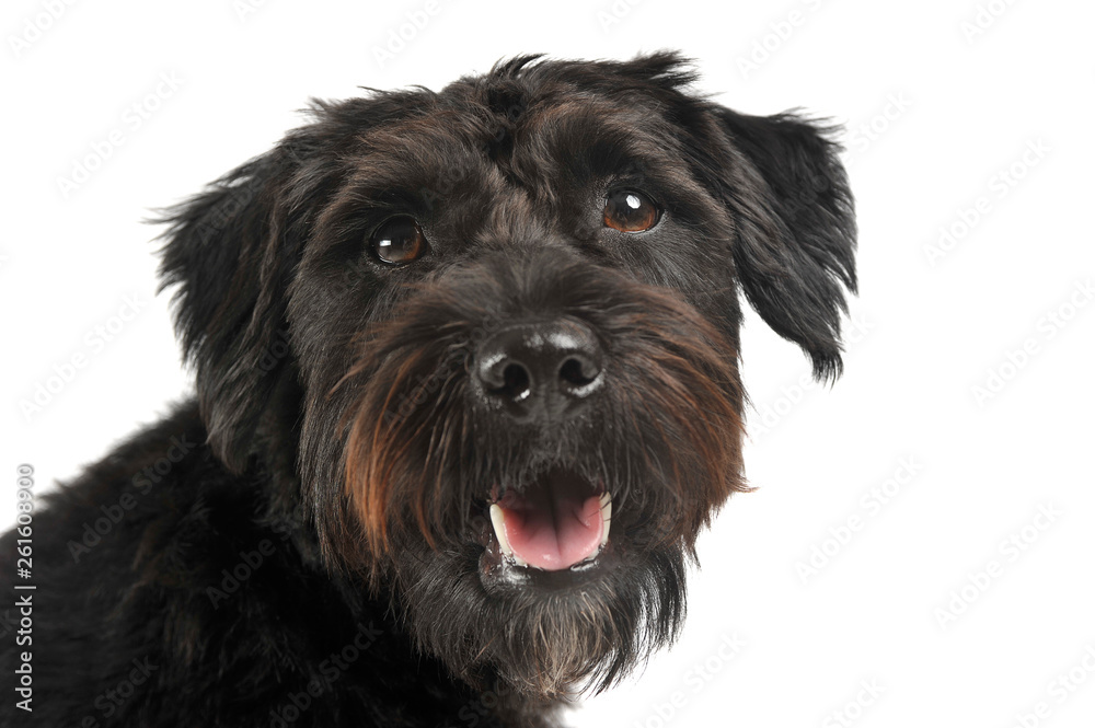 Portrait of an adorable wire-haired mixed breed dog looking satisfied