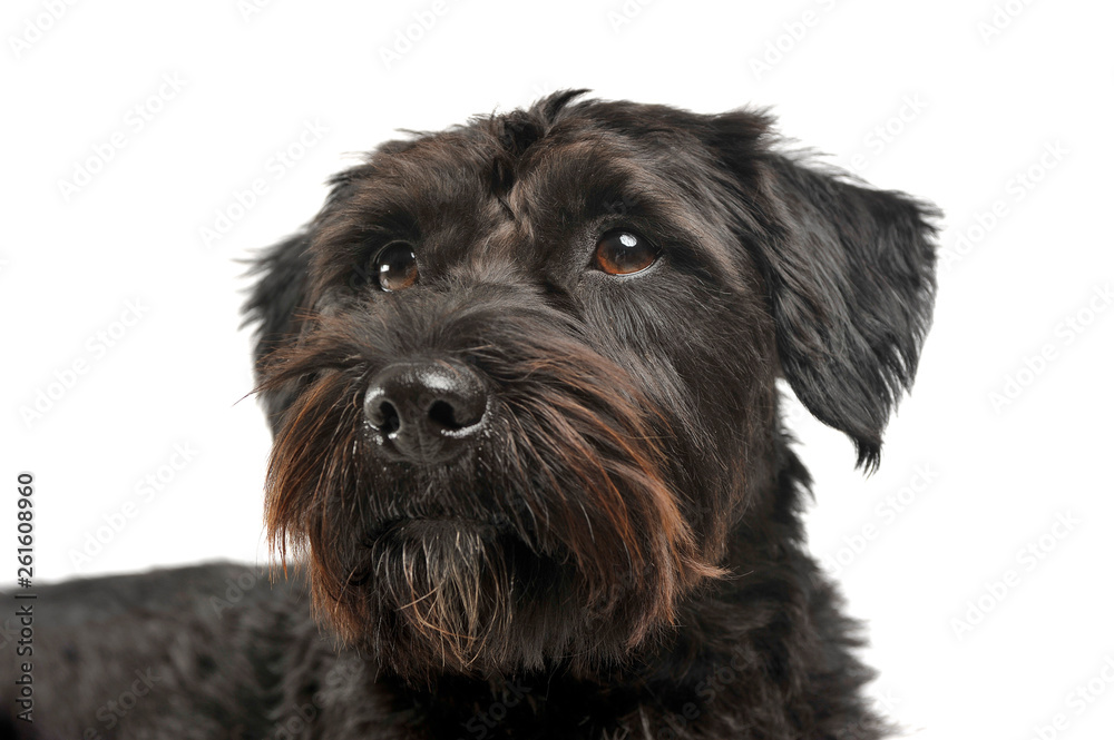 Portrait of an adorable wire-haired mixed breed dog looking curiously