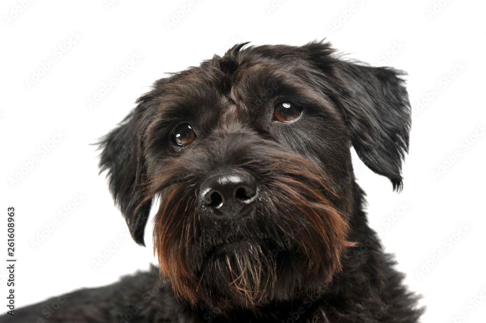 Portrait of an adorable wire-haired mixed breed dog looking curiously at the camera