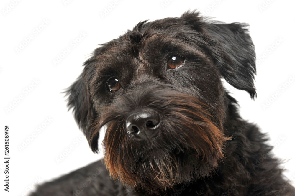 Portrait of an adorable wire-haired mixed breed dog looking curiously at the camera