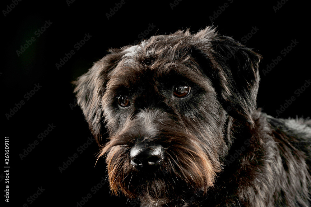 Portrait of an adorable wire-haired mixed breed dog looking curiously at the camera