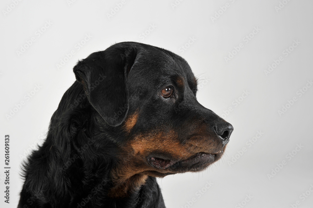 Portrait of an adorable Rottweiler puppy looking curiously Portrait of an adorable Rottweiler puppy looking curiously