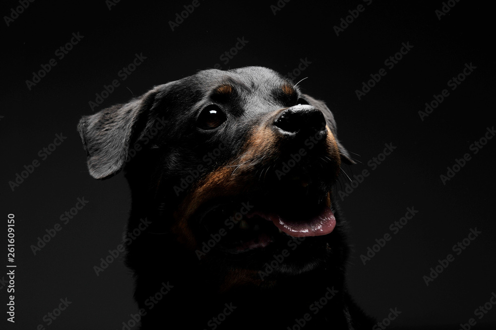 Portrait of an adorable Rottweiler puppy looking up curiously Portrait of an adorable Rottweiler puppy looking up curiously