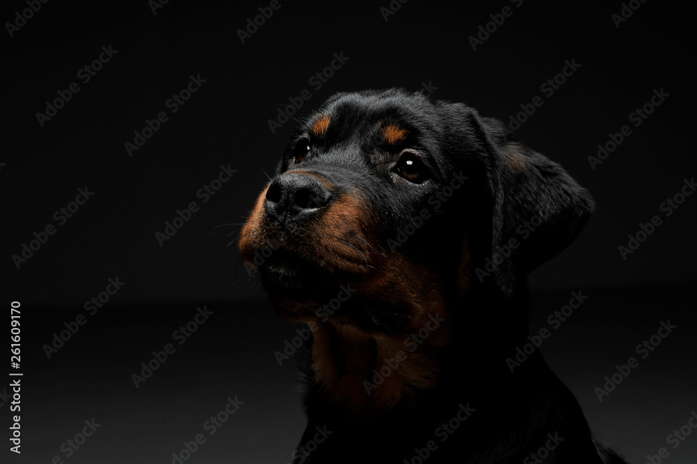 Portrait of an adorable Rottweiler puppy looking curiously