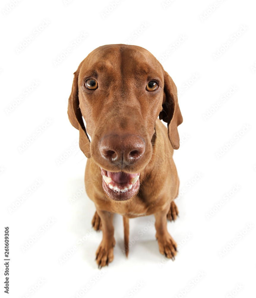 Studio shot of an adorable magyar vizsla looking curiously at the camera Studio shot of an adorable magyar vizsla looking curiously at the camera