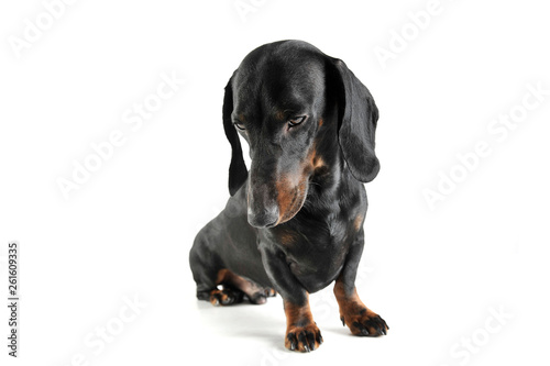 Studio shot of an adorable black and tan short haired Dachshund looking sad