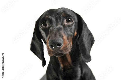 An adorable black and tan short haired Dachshund looking curiously at the camera