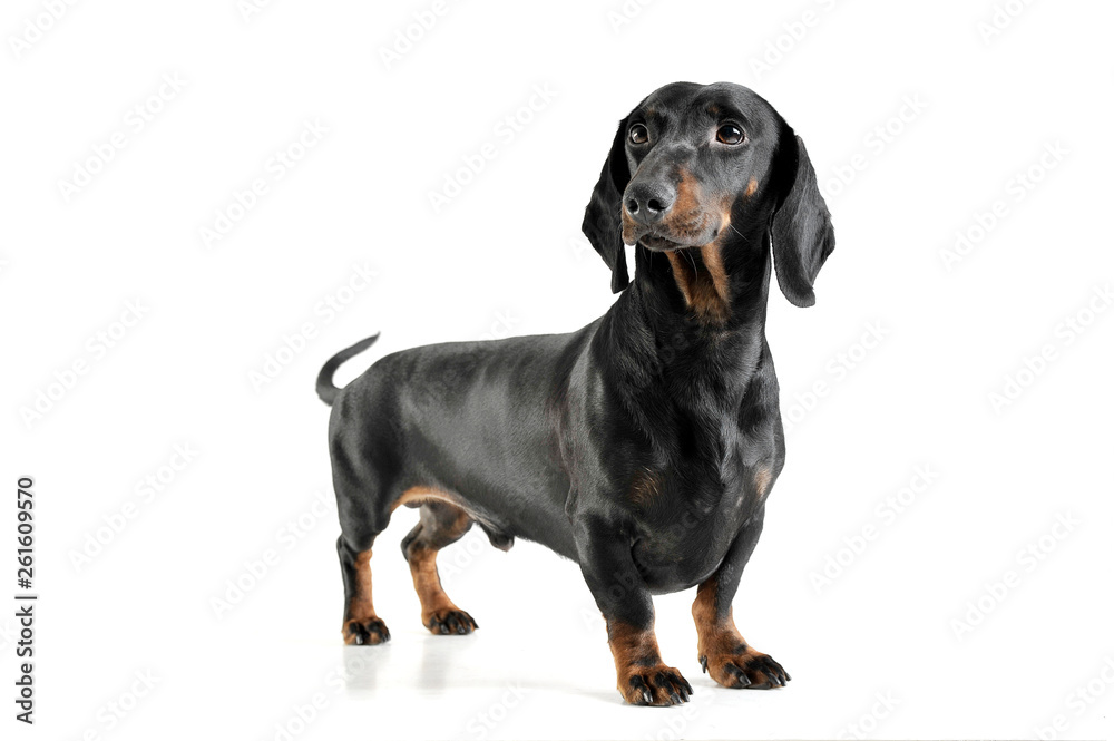 Studio shot of an adorable black and tan short haired Dachshund looking curiously