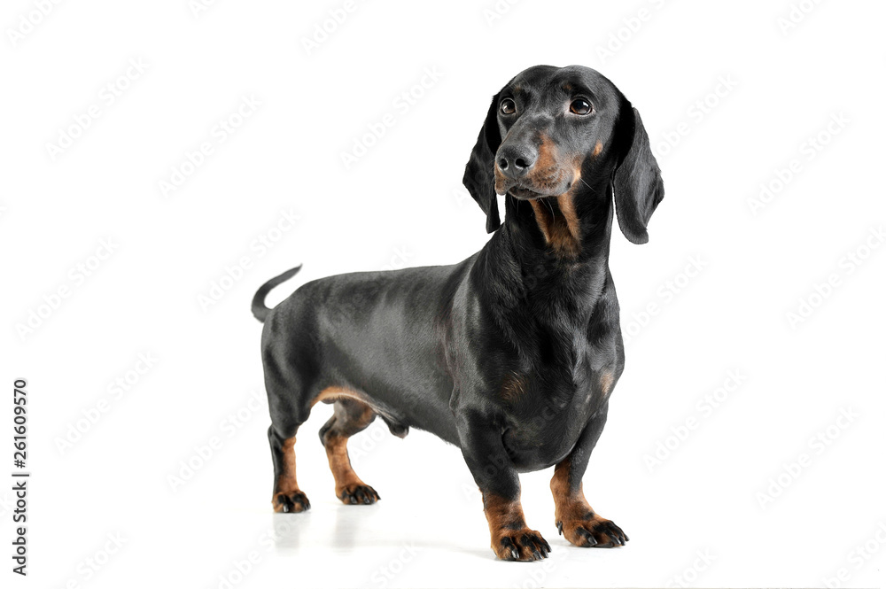 Studio shot of an adorable black and tan short haired Dachshund looking curiously Studio shot of an adorable black and tan short haired Dachshund looking curiously