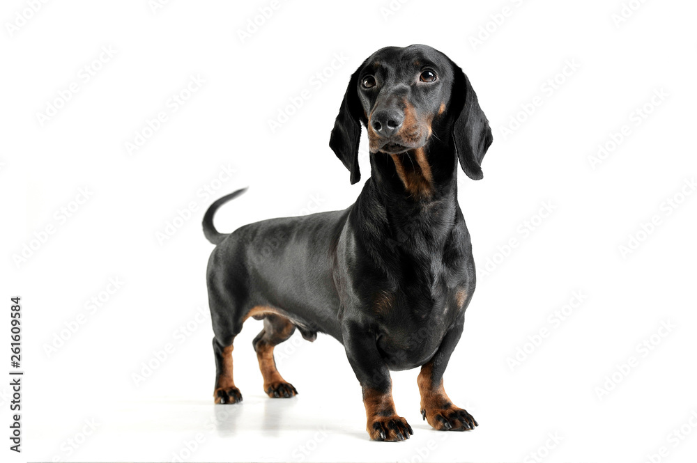 An adorable black and tan short haired Dachshund looking curiously at the camera An adorable black and tan short haired Dachshund looking curiously at the camera