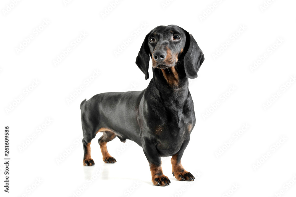 An adorable black and tan short haired Dachshund looking curiously at the camera