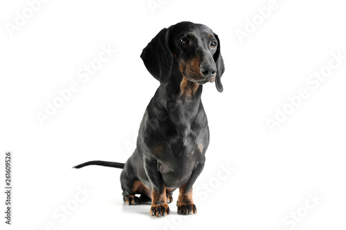 Studio shot of an adorable black and tan short haired Dachshund looking curiously © kisscsanad