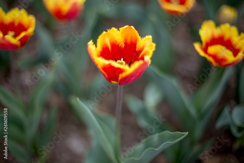 Yellow tipped and red Tulips