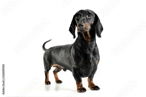 An adorable black and tan short haired Dachshund looking curiously at the camera