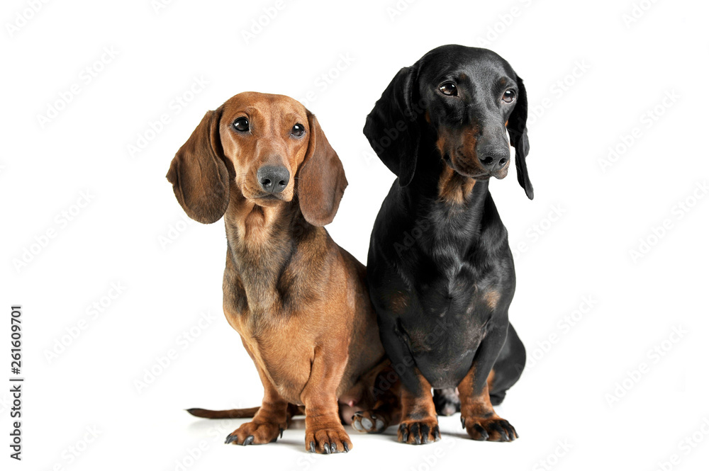 Studio shot of two adorable short haired Dachshund looking curiously