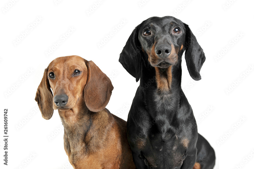 Portrait of two adorable short haired Dachshund looking curiously at the camera Portrait of two adorable short haired Dachshund looking curiously at the camera