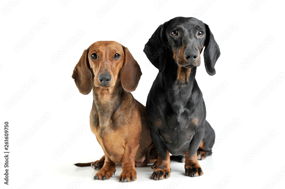 Studio shot of two adorable short haired Dachshund looking curiously at the camera