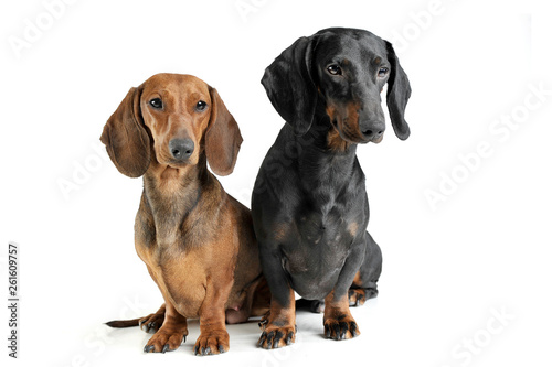 Studio shot of two adorable short haired Dachshund looking curiously © kisscsanad