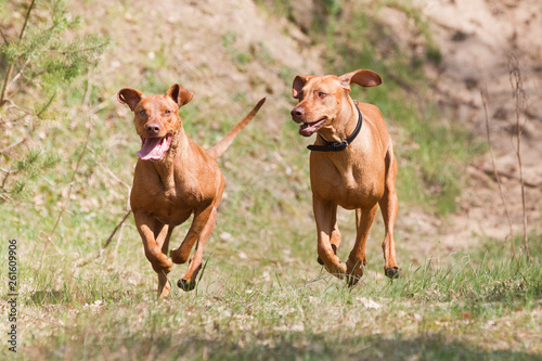 Hunderasse Hunde Porträt Rhodesian Ridgeback im Spiel