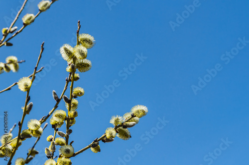 The willow branches with flowering yellow fluffy buds in early spring in a park in the photo on the blue sky background
