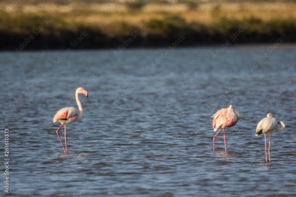 Flamingos in the salt lake