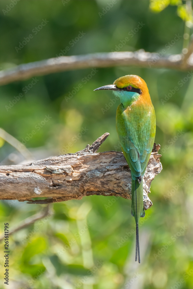 Green Bee-eater (Merops orientalis), Yala National Park, Sri Lanka Green Bee-eater (Merops orientalis), Yala National Park, Sri Lanka