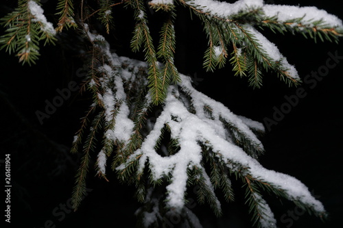 pine branches in snow