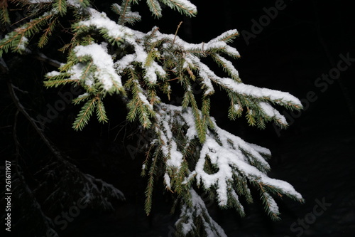 branches covered with snow