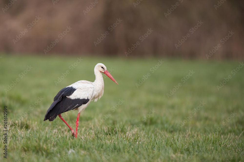 European white stork (Ciconia ciconia) European white stork (Ciconia ciconia)