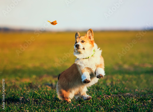 cute little red-haired Corgi puppy runs around the green meadow and fun trying to catch a flying butterfly on a Sunny day