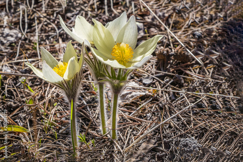 A bouquet of white and yellow pasque-flower wildflowers on the brown forest background in spring
