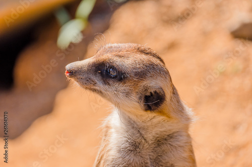 single meerkat colorful background © Denis