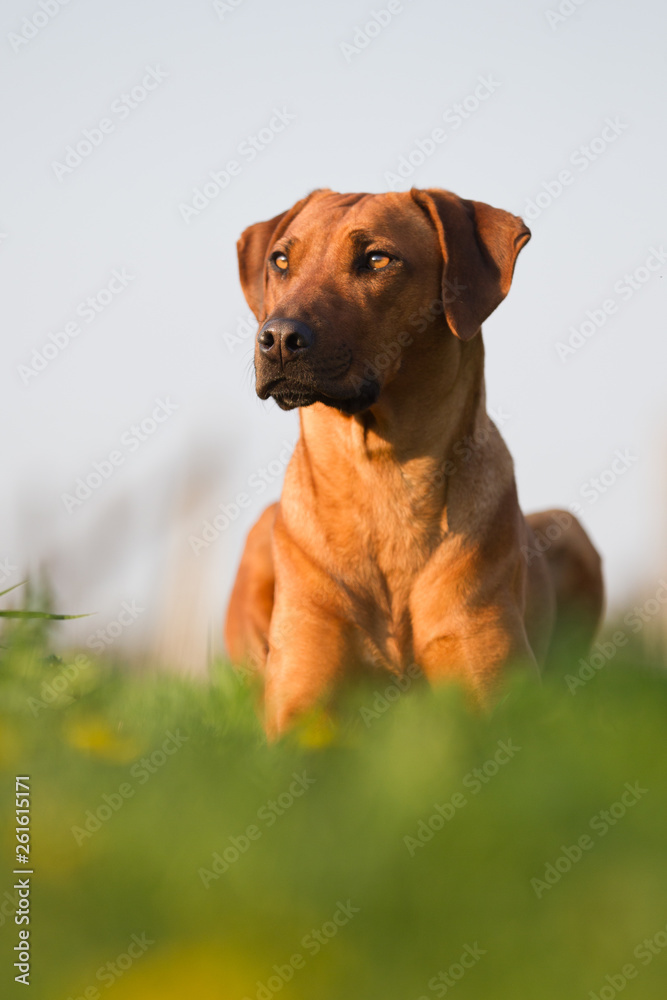 Hund Rhodesian Ridgeback Rassehund auf einer Wiese