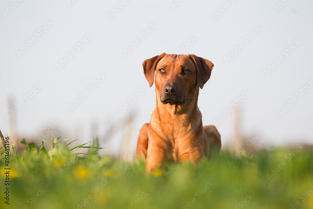 Hund Rhodesian Ridgeback liegt auf einer Wiese stolzer Hund