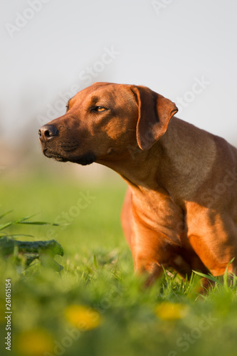 Hund Rhodesian Ridgeback Rassehund schnüffelt