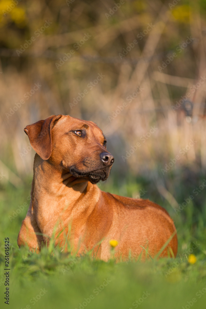 Rhodesian Ridgeback