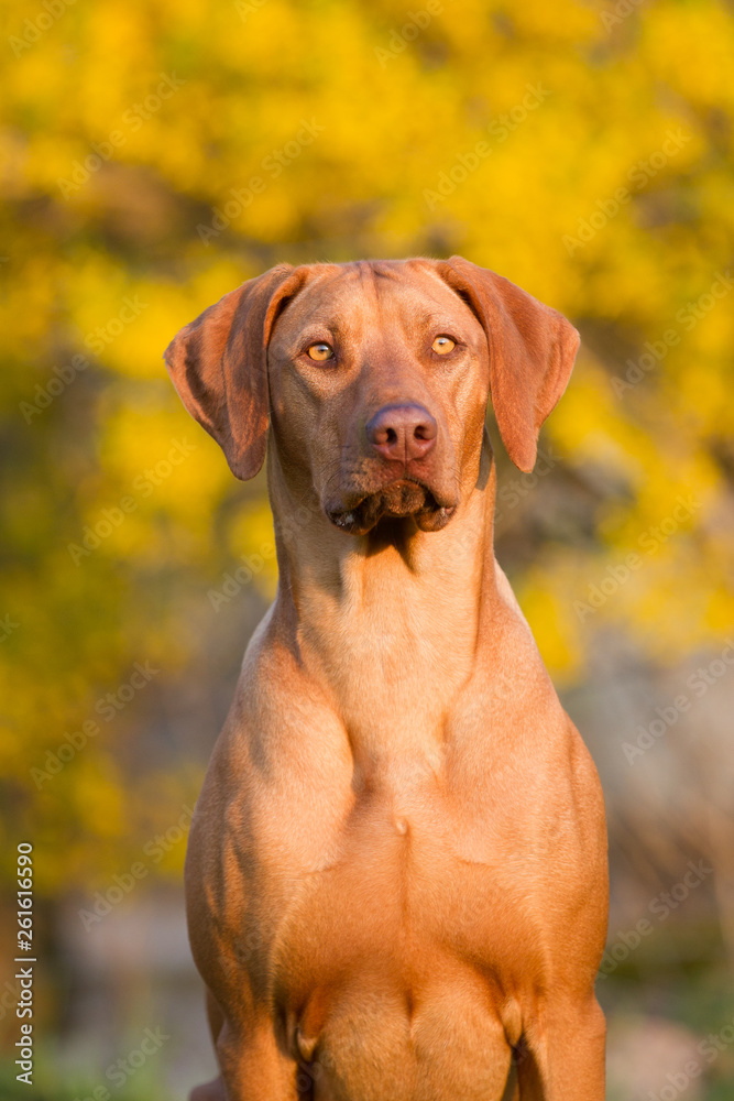 Hund Hunderasse Rhodesian Ridegeack Livernose Frühlingslicht