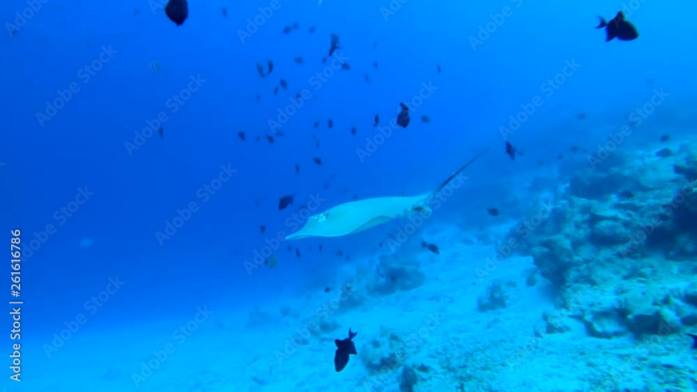 Stingray swims in the depth of the tropical sea