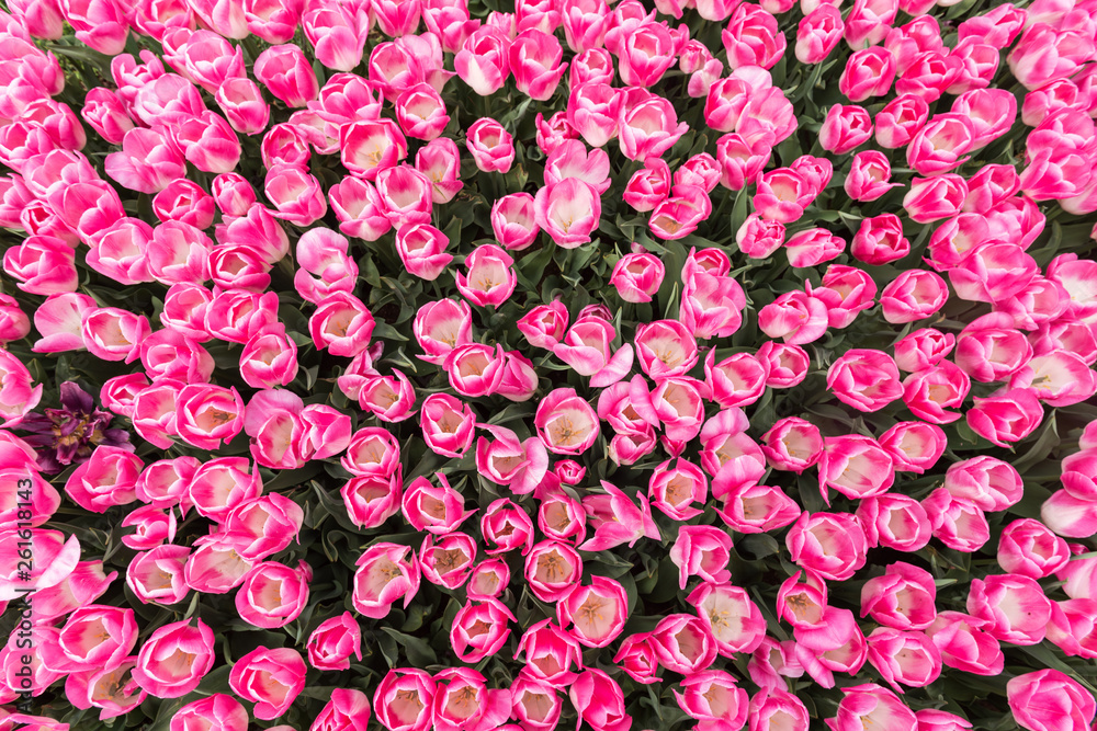 Plakat Pink Tulips