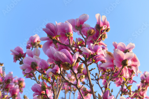 Magnolia flower blooming