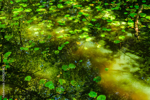 Water lily pads on a surface of the lake in forest