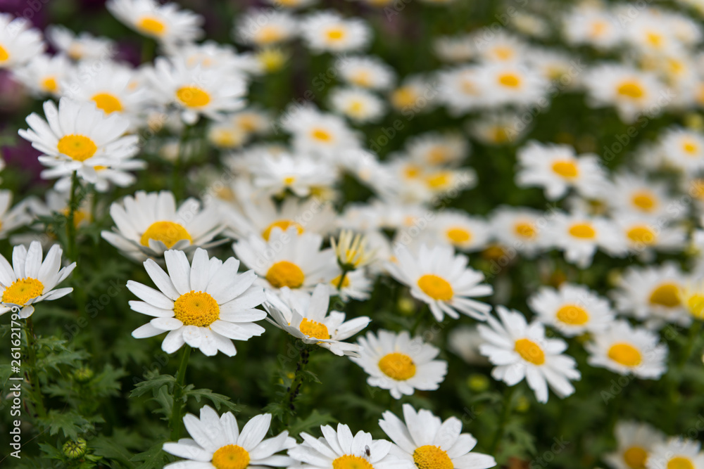 Daisy, Chamomile Flower. Beautiful daisy background.