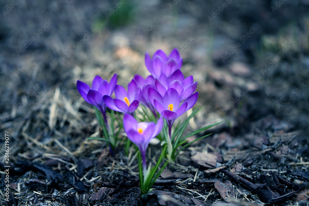 spring flowers crocuses on the ground photographed spring flowers crocuses on the ground photographed