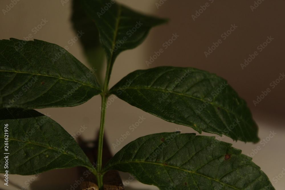 Fototapeta premium paisagem